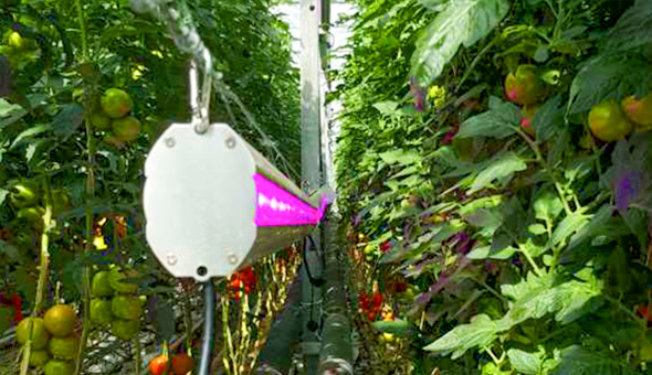 匈牙利温室大棚种植西红柿补光