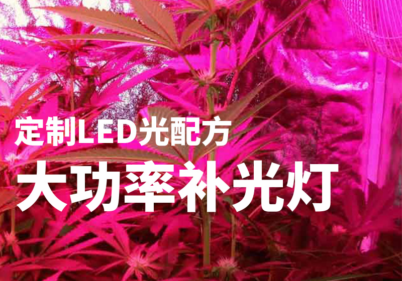 墨西哥大麻案例