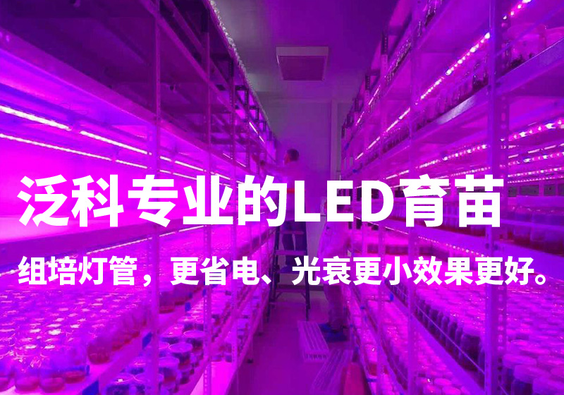 墨西哥室内叶菜种植