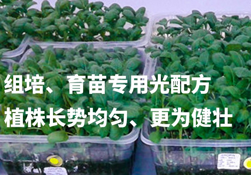 南非室内甜薯叶、苗组培