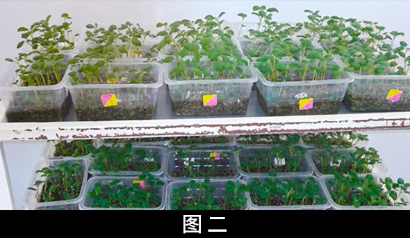 广州富力主场案例