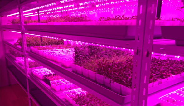 新西兰室内水培叶菜类种植