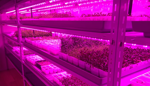 新西兰室内水培叶菜类种植