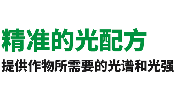 新西兰室内水培叶菜类种植