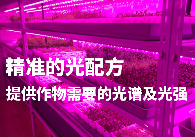 新西兰室内水培叶菜种植