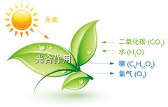 植物生长需要的条件深度解析