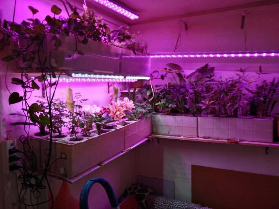 led植物生长灯