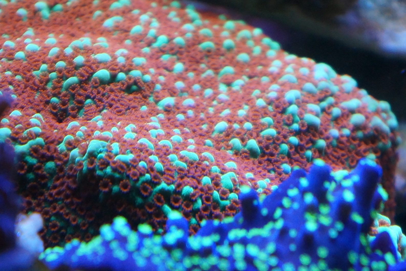 水族灯