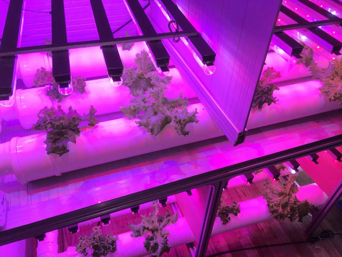 led植物生长灯