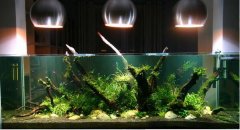 水族箱led灯作用 鱼缸灯作用介绍