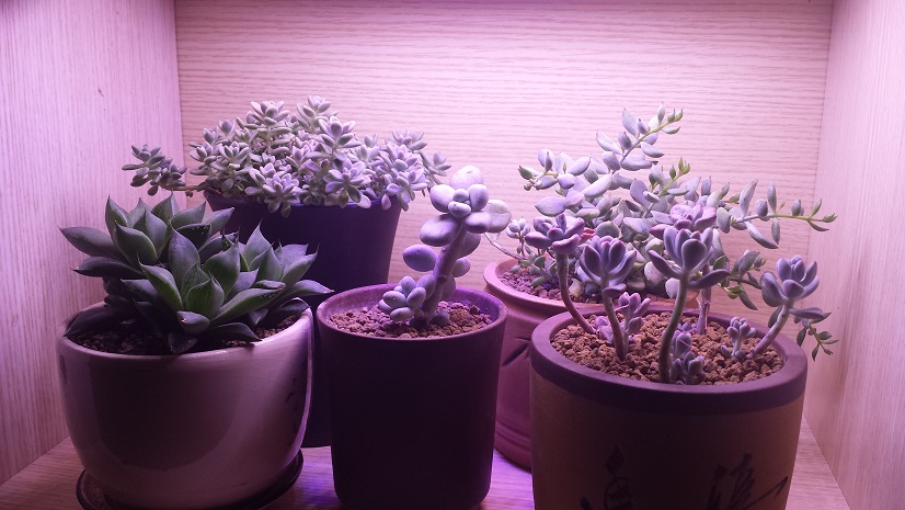 多肉植物补光灯资讯大全