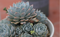 多肉植物怎么养得更好看？多肉爆头砍头技巧