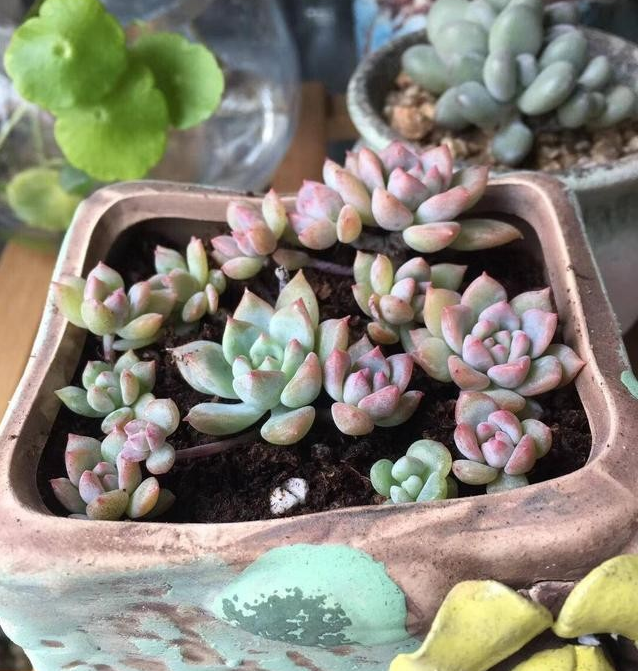 植物生长灯效果图