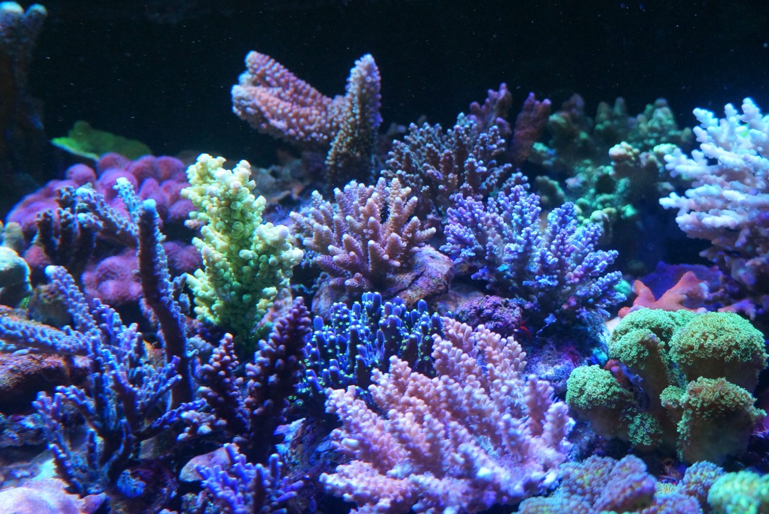 海缸