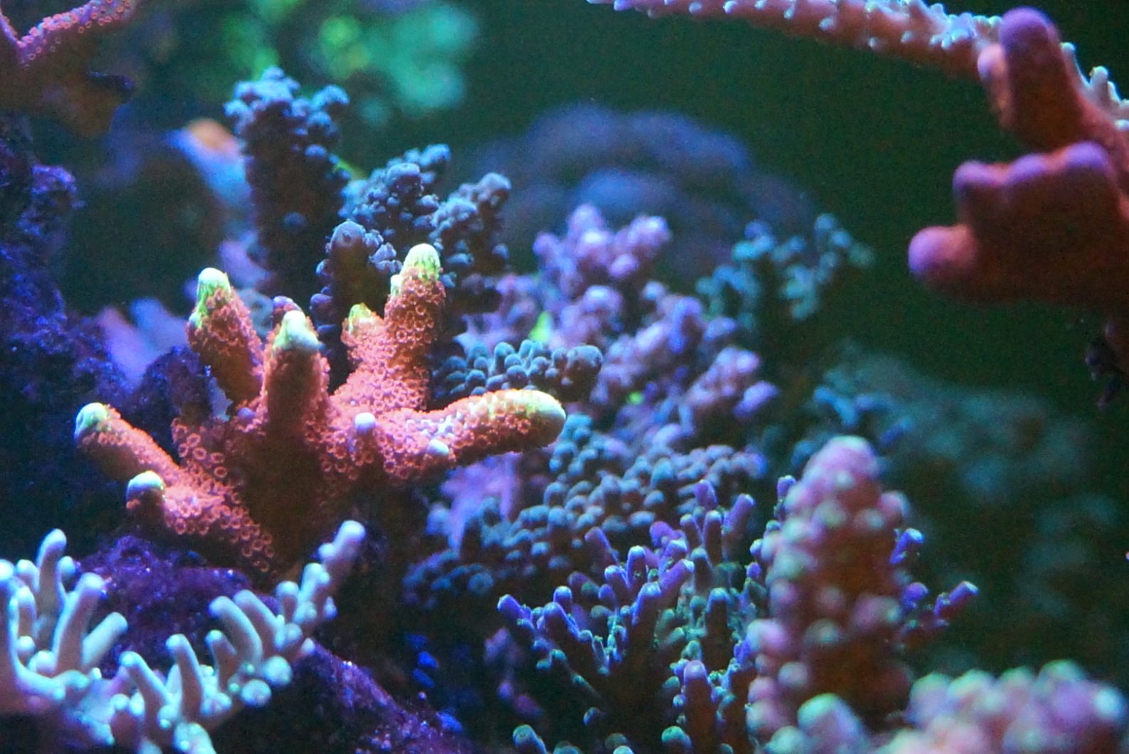 海缸