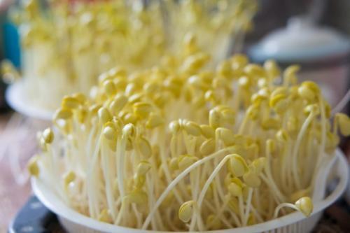 水培蔬菜豆芽