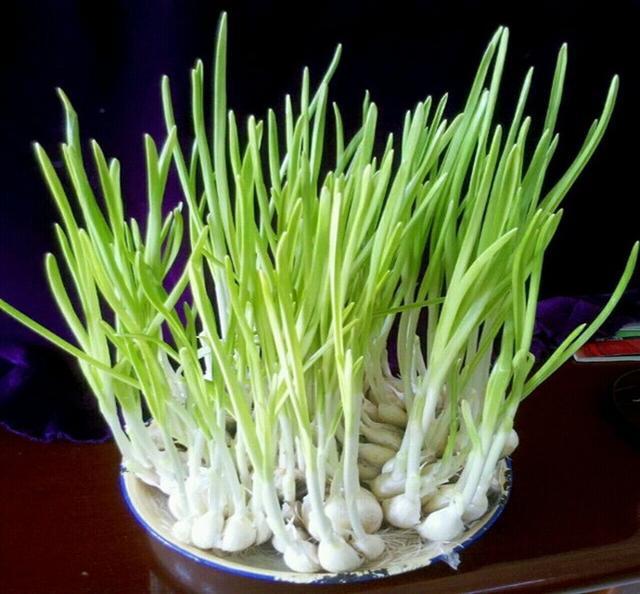 水培蔬菜蒜苗