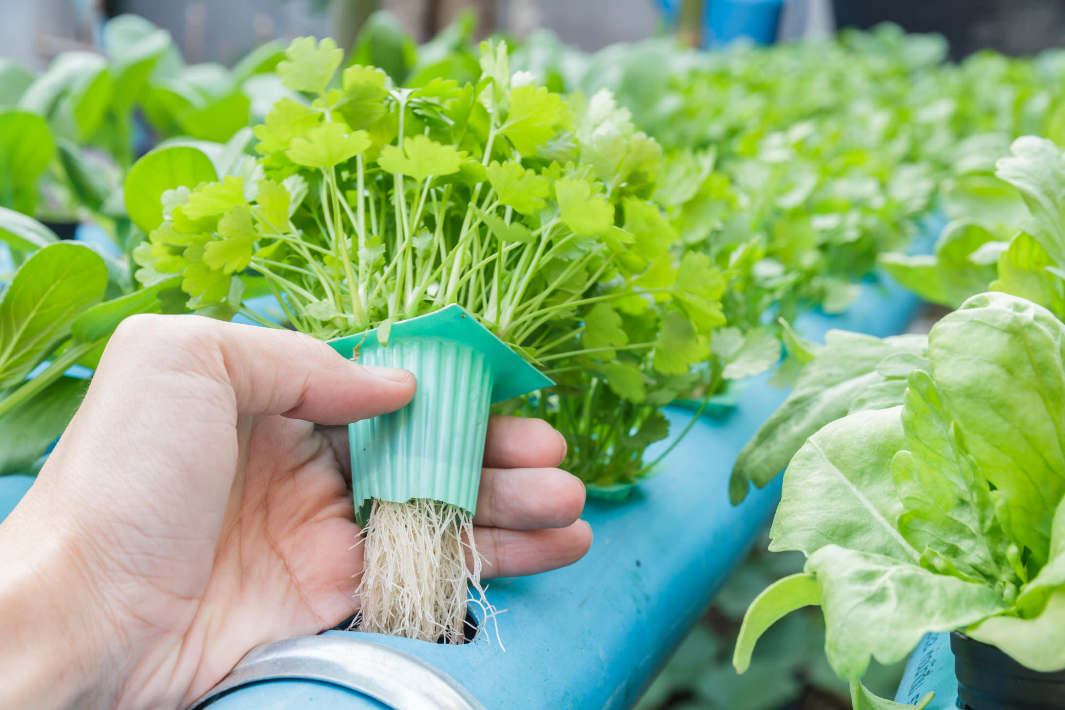 水培白掌盆栽|室内桌面植物|白掌绿植新品|一帆风顺绿植 - 植艾花-企业绿植花卉租赁平台｜绿植租摆｜养护｜月租套餐