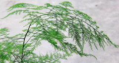 教你如何水培植物_种植文竹与铜钱草方法