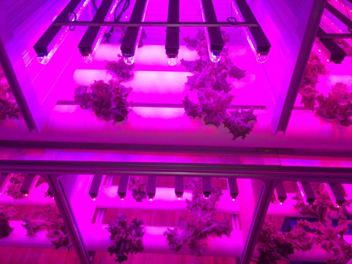 led植物生长灯