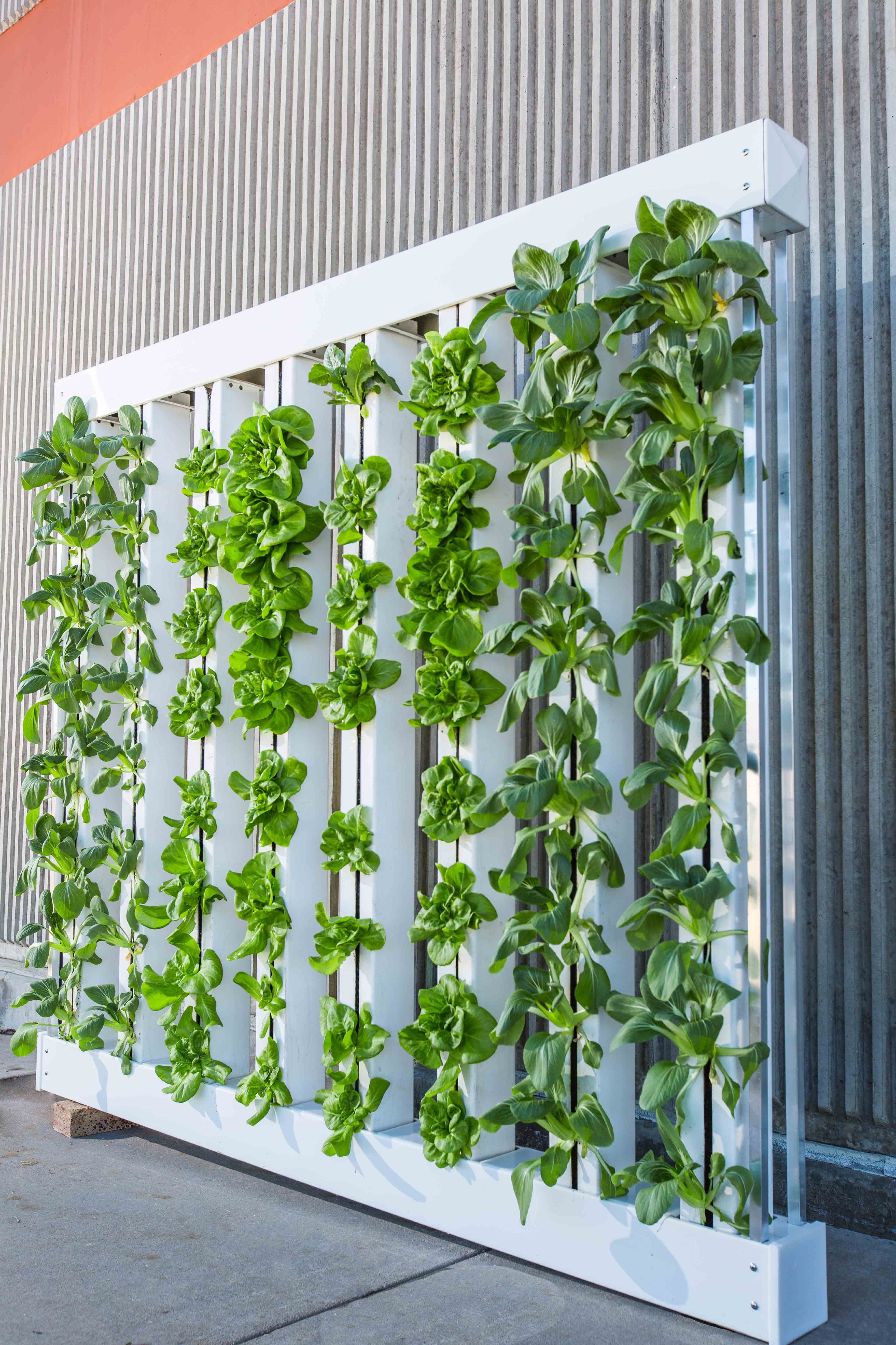 植物墙