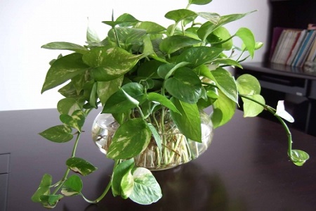 水培植物绿萝