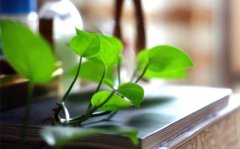绿萝怎么养？土培还是水培好_水培植物的缺点