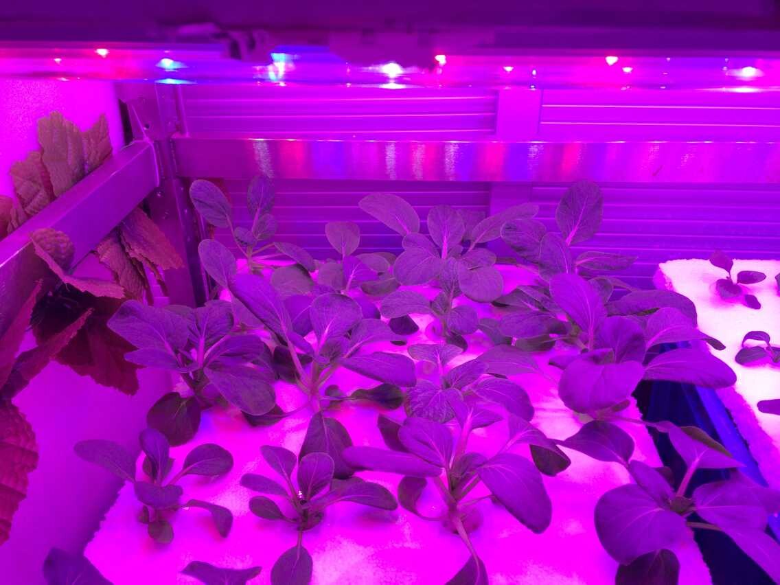 植物生长灯