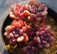 教你阴天下多肉植物补光妙招_多肉植物补光灯的好处