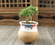如何做才能让多肉植物长得快_光照水分空气都不能少