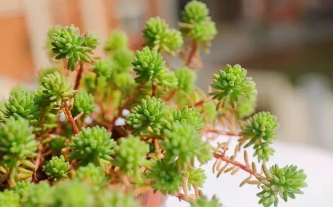 多肉植物