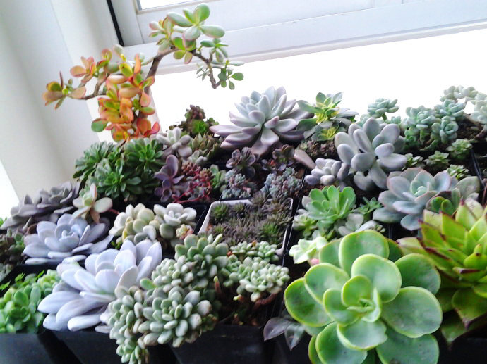 多肉植物