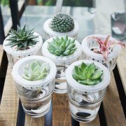 水培植物外观美而且方便管理_即使多天无人管理也不用担心
