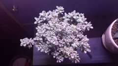多肉植物遭遇病虫害或烂根的时候需要翻盆吗？教你几招解决烦恼