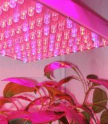 LED植物灯灌装技术日趋成熟