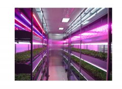 没有阳光 LED灯照照植物就能长