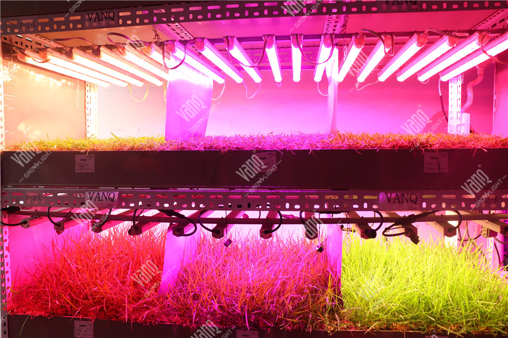 草坪种植实验