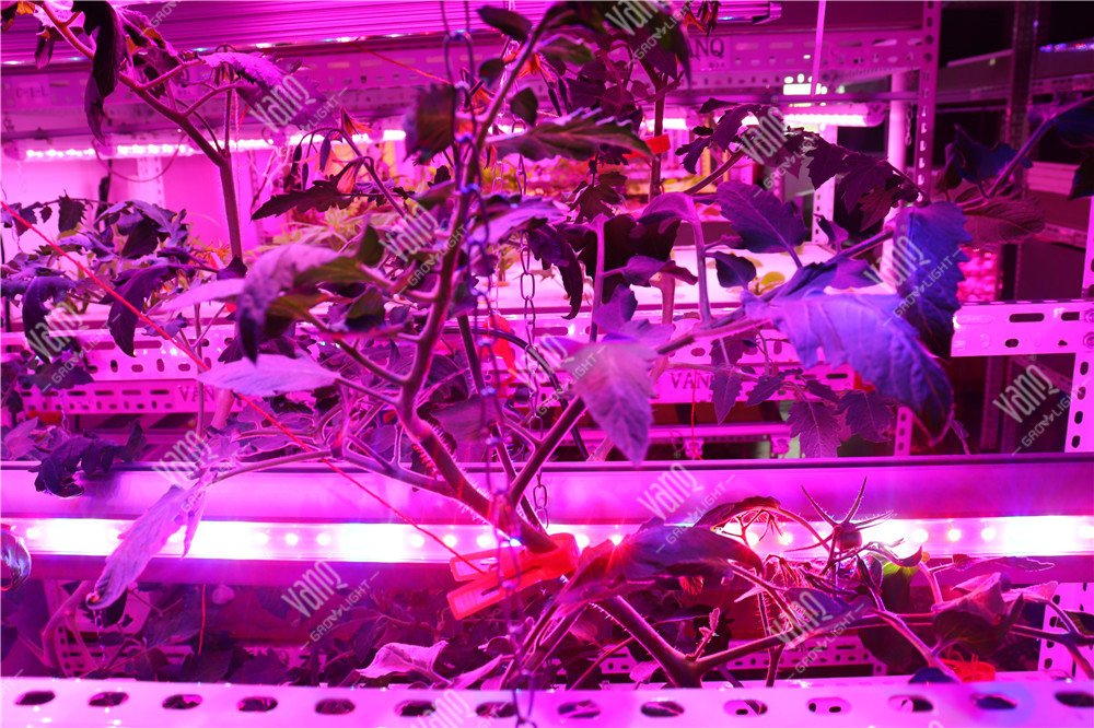 番茄种植实验