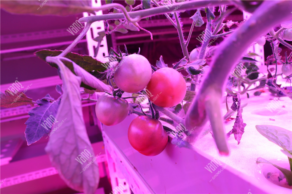 番茄种植实验