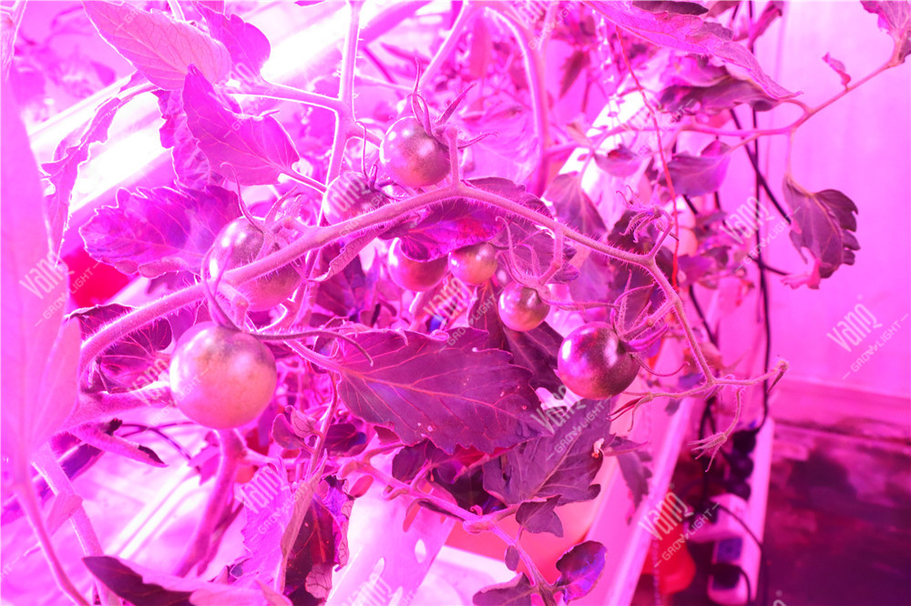 番茄种植实验