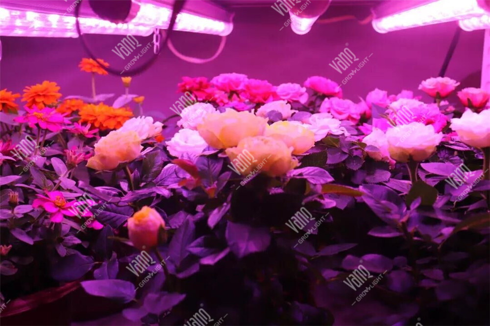 月季花种植实验
