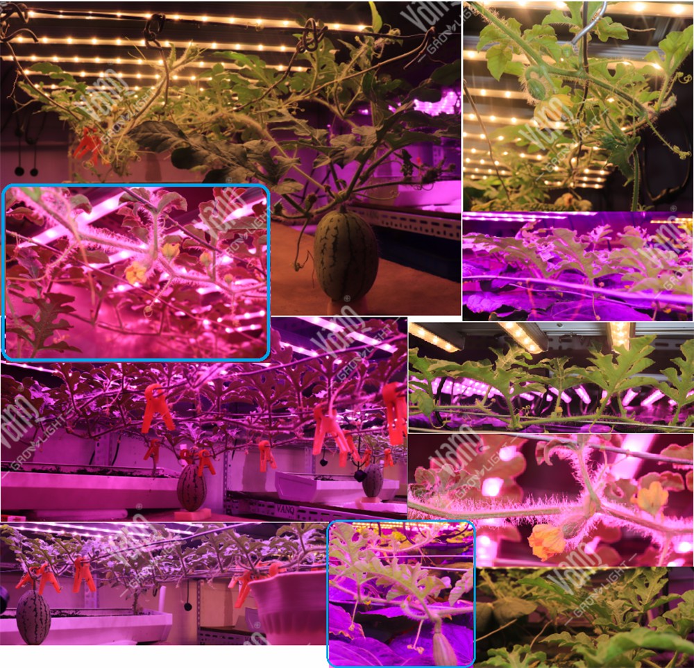 西瓜种植实验