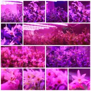 铁皮石斛种植