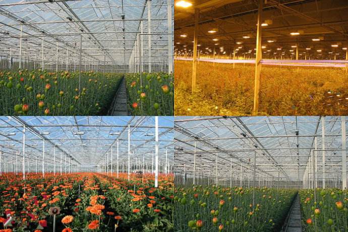 LED植物生长灯对比高压钠灯多少瓦？