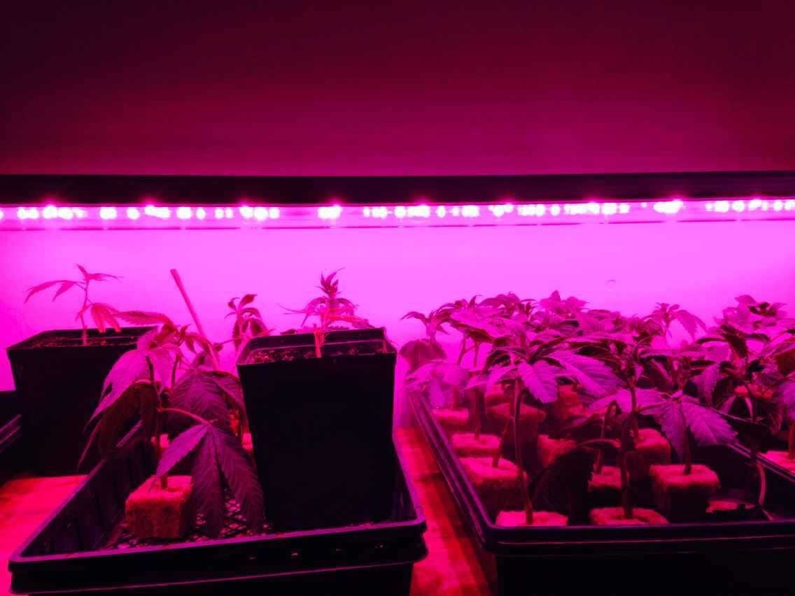 LED植物生长灯对比高压钠灯多少瓦？
