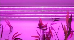 t8led植物生长灯价格多少？T8全光谱LED植物生长灯效果怎么样？