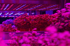 LED植物生长灯实用指南