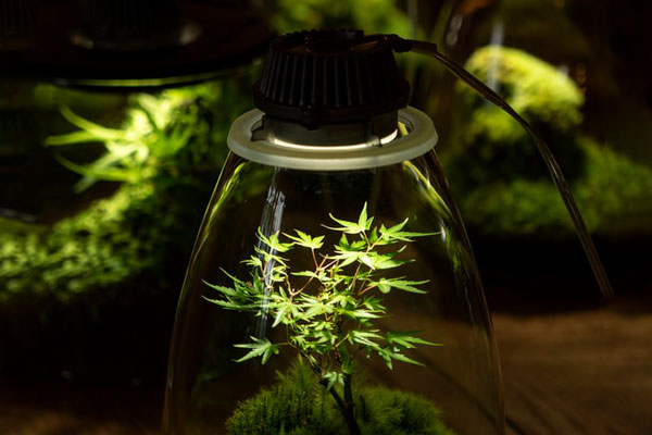 Led植物生长灯距离植物应该多远 大麻和其他植物室内种植的led植物灯挂高分析 泛科科技