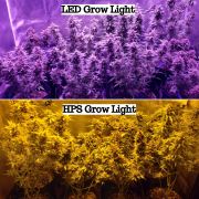 工业大麻种植灯解析：LED植物灯和HPS植物灯