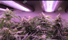 INDOOR GROW WITH GLMX720